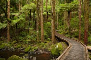 Footbridge over Waikoromiko Stream and forest, North Island, New Zealand | Obraz na stenu