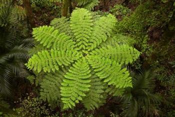 Tree fern, AH Reed Memorial Kauri Park, New Zealand | Obraz na stenu