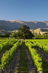 Wooing Tree Vineyard, Cromwell, Central Otago, South Island, New Zealand | Obraz na stenu