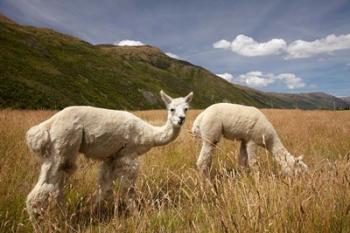 Alpacas by Gibbston River Trail, Gibbston Valley, Southern Lakes District, South Island, New Zealand | Obraz na stenu