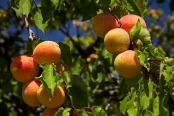 Agriculture, Apricot orchard, South Island, New Zealand | Obraz na stenu