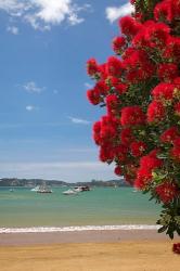 Pohutukawa tree, beach, Paihia, North Island, New Zealand | Obraz na stenu