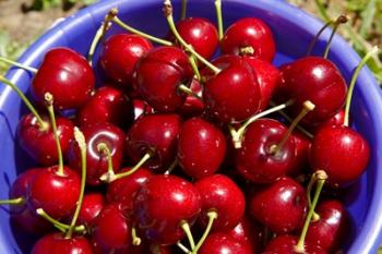 Bucket of cherries, Cromwell, Central Otago, South Island, New Zealand | Obraz na stenu