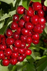 Agriculture, Cherry Orchard, South Island, New Zealand | Obraz na stenu