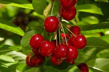 Cherry Orchard, Cromwell, Central Otago, South Island, New Zealand | Obraz na stenu