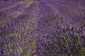 Lavender Farm, near Cromwell, Central Otago, South Island, New Zealand (horizontal) | Obraz na stenu