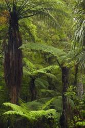 Tree ferns, Manginangina Kauri Walk, Puketi Forest, near Kerikeri, North Island, New Zealand | Obraz na stenu