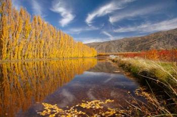 Poplar tree, irrigation, Otago, South Island, New Zealand | Obraz na stenu