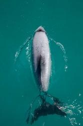 Hector's dolphin, Akaroa Harbour, New Zealand | Obraz na stenu