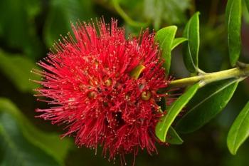 Pohutukawa Flower, Dunedin, South Island, New Zealand | Obraz na stenu