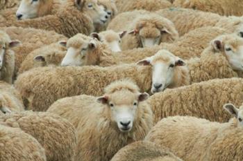Sheep, Catlins, South Otago, South Island, New Zealand | Obraz na stenu