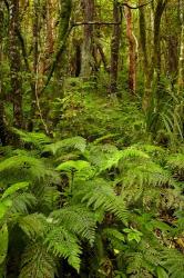 Ferns and native bush near Matai Falls, Catlins, South Otago, South Island, New Zealand | Obraz na stenu