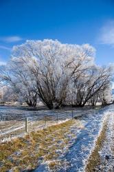 Hoar Frost, Oturehua, South Island, New Zealand | Obraz na stenu