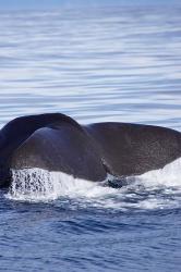 Sperm Whale, Kaikoura, Marlborough, South Island, New Zealand | Obraz na stenu