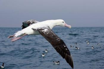 Gibson's Albatross, Kaikoura, Marlborough, South Island, New Zealand | Obraz na stenu