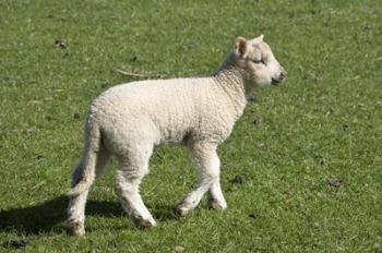 Spring lamb, Dunedin, Otago, South Island, New Zealand | Obraz na stenu