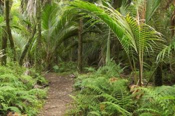 New Zealand, Nikau Palms, Heaphy Path | Obraz na stenu