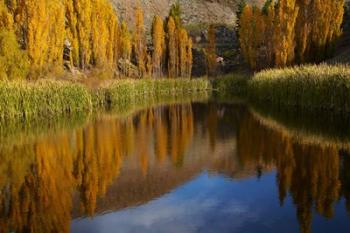 Poplar trees in Autumn, Bannockburn, Cromwell, Central Otago, South Island, New Zealand | Obraz na stenu