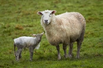 Sheep and lamb, Taieri Plains, Otago, New Zealand | Obraz na stenu