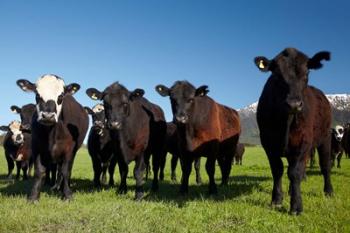 Cows, Kaikoura, Seaward Kaikoura Ranges, Marlborough, South Island, New Zealand | Obraz na stenu