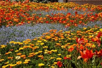 Flower garden, Pollard Park, Blenheim, Marlborough, South Island, New Zealand (horizontal) | Obraz na stenu