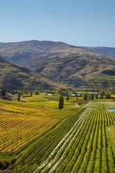 Felton Road Vineyard, Autumn, Bannockburn, Central Otago, South Island, New Zealand | Obraz na stenu
