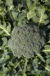 Broccoli growing in the garden | Obraz na stenu
