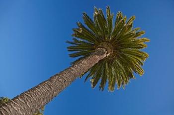 Palm tree, Seymour Square, Marlborough, New Zealand | Obraz na stenu