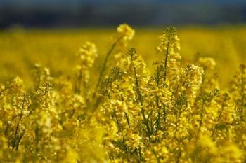 Rapeseed Agriculture, South Canterbury, New Zealand | Obraz na stenu