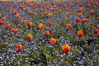 Tulip flowers, Ashburton Domain, New Zealand | Obraz na stenu