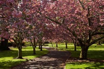 Spring, Ashburton Domain, Mid-Canterbury, New Zealand | Obraz na stenu