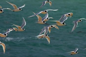 White-fronted Terns, Aramoana, Dunedin, Otago, New Zealand | Obraz na stenu