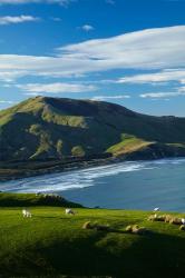 Sheep grazing near Allans Beach, Dunedin, Otago, New Zealand | Obraz na stenu