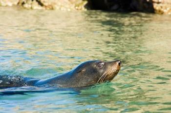 New Zealand, South Island, Marlborough, Fur Seal | Obraz na stenu