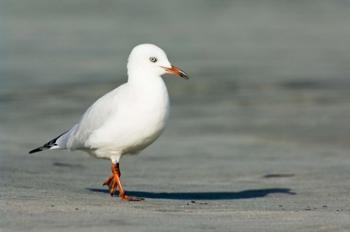 Karamea Redbilled, South Island, Gull New Zealand | Obraz na stenu