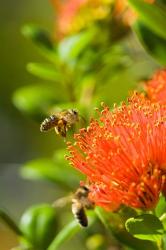 New Zealand, South Island, Bee on Rata flower | Obraz na stenu