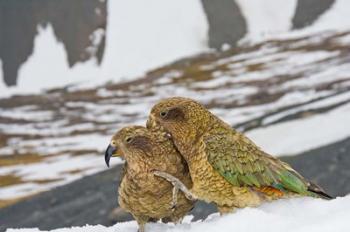 New Zealand, South Island, Arrowsmith, Kea birds | Obraz na stenu