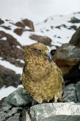 New Zealand, South Island, Arrowsmith, Kea bird up close | Obraz na stenu