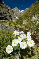 New Zealand Arthurs Pass, Mountain buttercup flower | Obraz na stenu