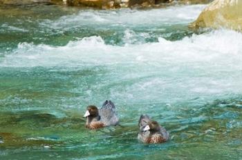 New Zealand, South Island, Kelly Creek Blue Duck | Obraz na stenu