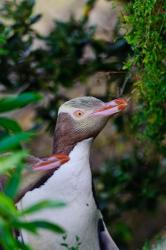 New Zealand, South Isl, Otago, Yellow-eyed penguin | Obraz na stenu