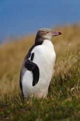 New Zealand, Katiki Point, Yellow-eyed Penguin | Obraz na stenu