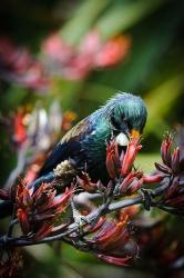 Tui bird, New Zealand | Obraz na stenu