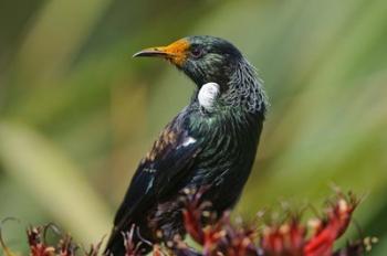 New Zealand, Stewart Island, Halfmoon Bay, Tui bird | Obraz na stenu