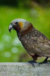 New Zealand, Stewart Island, Halfmoon Bay Kaka bird | Obraz na stenu