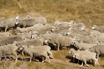 Farm animals, Sheep herd, South Island, New Zealand | Obraz na stenu
