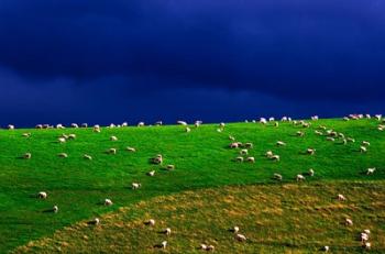 New Zealand, South Island, sheep grazing, farm animal | Obraz na stenu