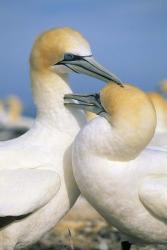 Pair of Gannet tropical birds, Cape Kidnappers New Zealand | Obraz na stenu