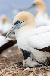 Australasian Gannet chick and parent on nest, North Island, New Zealand | Obraz na stenu