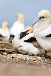 Gannet tropical birds, Cape Kidnappers New Zealand | Obraz na stenu